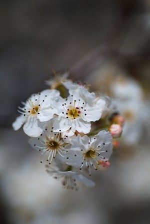 Blossom Spring Delight 